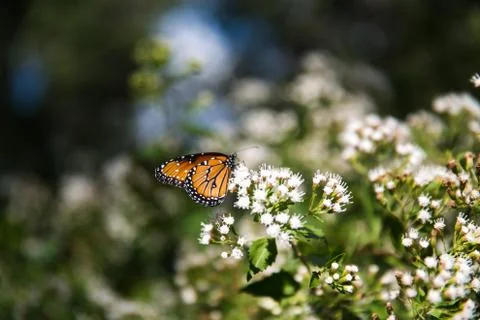 Wildlife Stock Photos