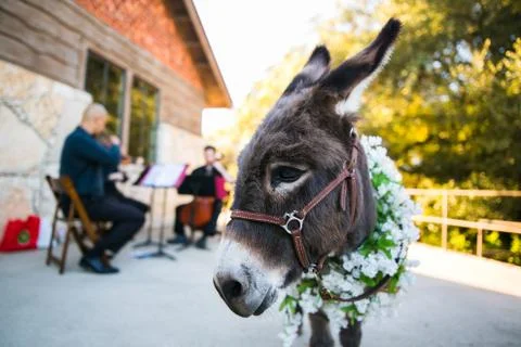 Wildlife Stock Photos