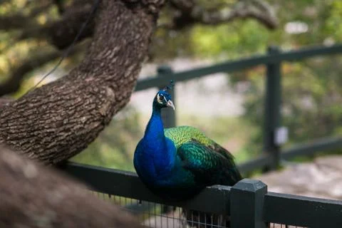 Wildlife Stock Photos