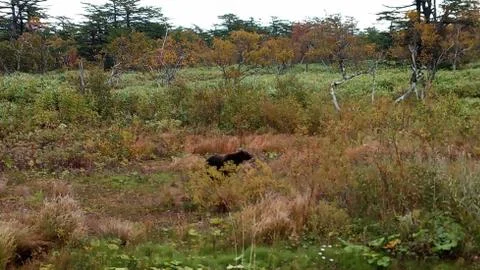 Wildlife Stock-Fotos