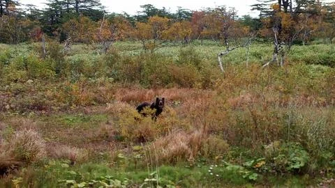 Wildlife Stock-Fotos