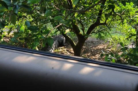 Wildlife Fotos de archivo