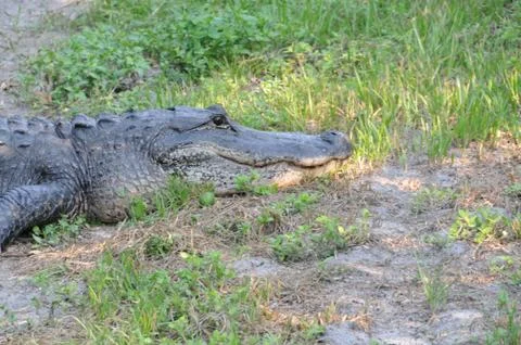 Wildlife Fotos de archivo