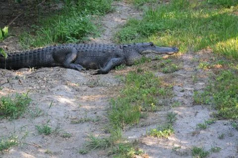 Wildlife Fotos de archivo
