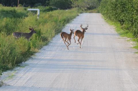 Wildlife Stock Photos
