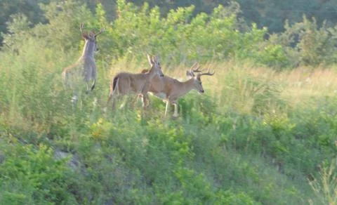 Wildlife Stock Photos