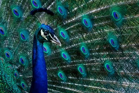 Wildlife Stock Photos