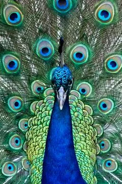 Wildlife Stock Photos