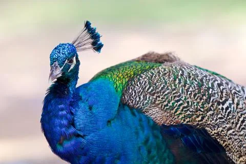 Wildlife Stock Photos