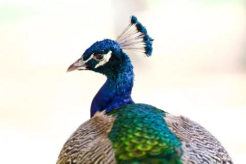 Wildlife Stock Photos