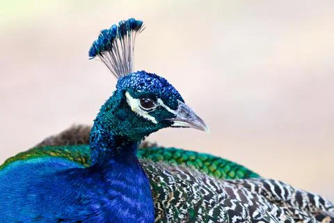 Wildlife Stock Photos