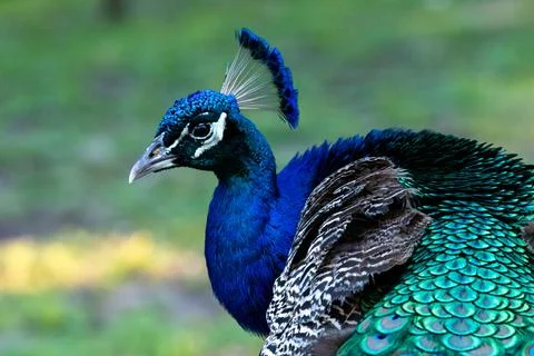 Wildlife Stock Photos