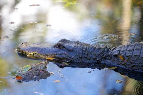 Wildlife Stock Photos