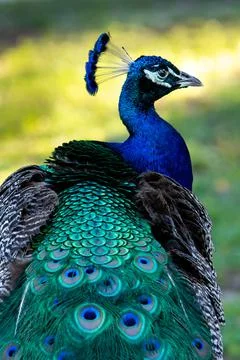 Wildlife Stock Photos