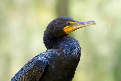 Wildlife Stock Photos