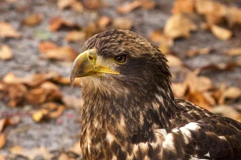 Wildlife Stock Photos