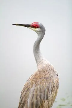 Wildlife Stock Photos