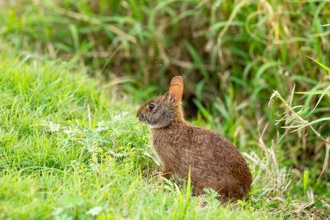 Wildlife Stock Photos