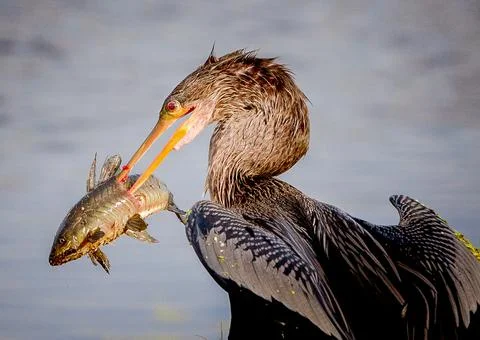 Wildlife Stock Photos