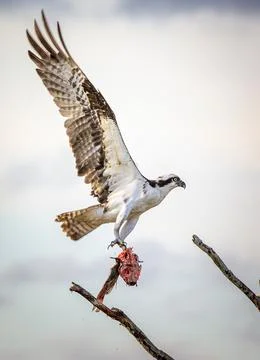Wildlife Stock Photos