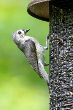 Wildlife Stock Photos