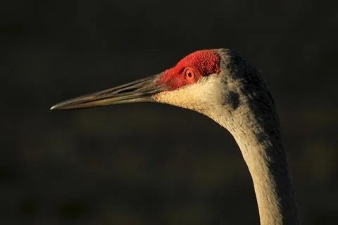 Wildlife Stock Photos