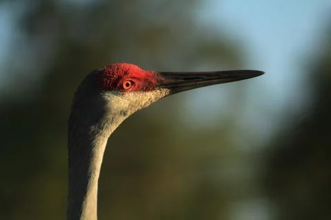 Wildlife Stock Photos