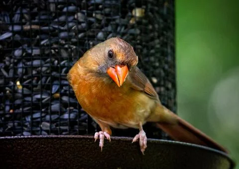 Wildlife Stock Photos
