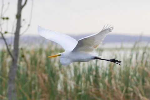 Wildlife Stock Photos