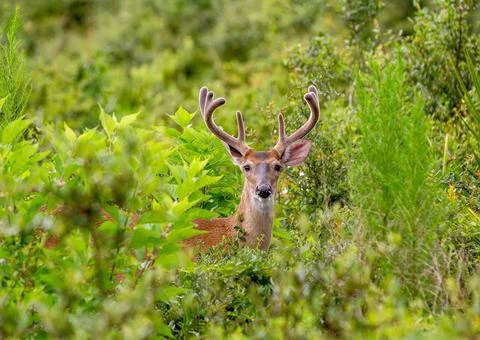 Wildlife Stock Photos