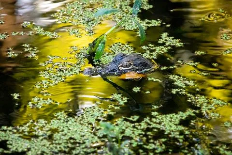 Wildlife Stock Photos