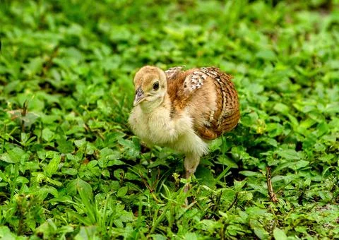 Wildlife Stock Photos