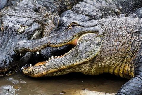 Wildlife Stock Photos