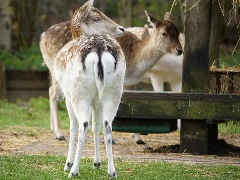 Wildlife Fotos Stock