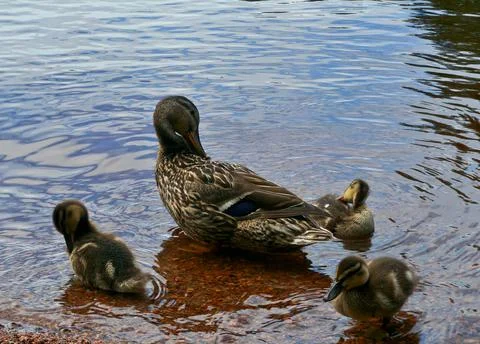 Wildlife Stock Photos