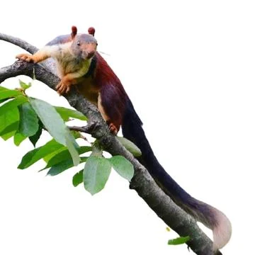 Wildlife Stock Photos