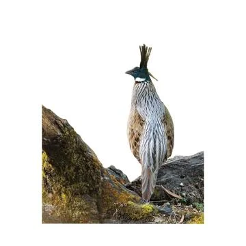 Wildlife Stock Photos