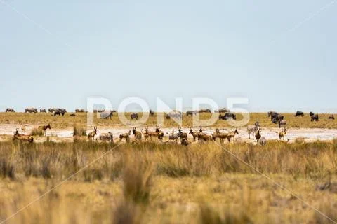 Wildlife On The Plains Of Southern Africa Stock Photos