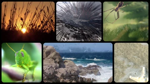Wildlife poem Stock Footage 33714752