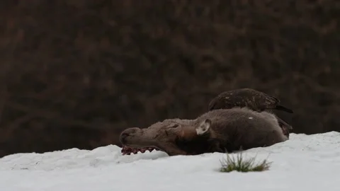 Wildlife Poland. Common buzzard, Buteo buteo, hawk bird of prey and roe deer car 動画素材 237246787