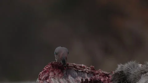 Wildlife Poland. Eurasian jay, Garrulus glandarius, and roe deer carcass, wildli Vídeo Stock 237246089