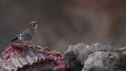 Wildlife Poland. Eurasian jay, Garrulus glandarius, and roe deer carcass, wildli Vídeo Stock 237247080