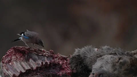 Wildlife Poland. Eurasian jay, Garrulus glandarius, and roe deer carcass, wildli Stock Footage 237247476
