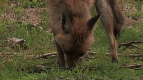 Wildlife red fox (vulpes vulpes) is looking for food - HD stock video Stock Footage 82499341