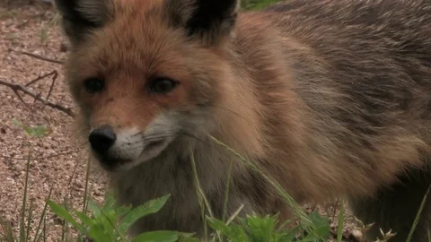Wildlife red fox (vulpes vulpes) is looking for food, closeup - HD stock video Stock Footage 82499343