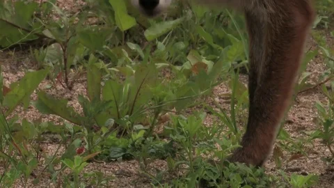 Wildlife red fox (vulpes vulpes) is looking for food - HD stock video Stock Footage 82499345