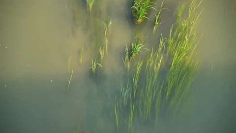 Wildlife Reserve Stock Footage 93346417