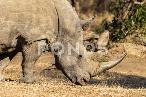 Wildlife Rhinoceros Male Stock Photos