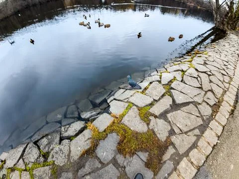 Wildlife by the River in a Park Setting Stock-Fotos