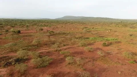 Wildlife running Stock Footage 206072782
